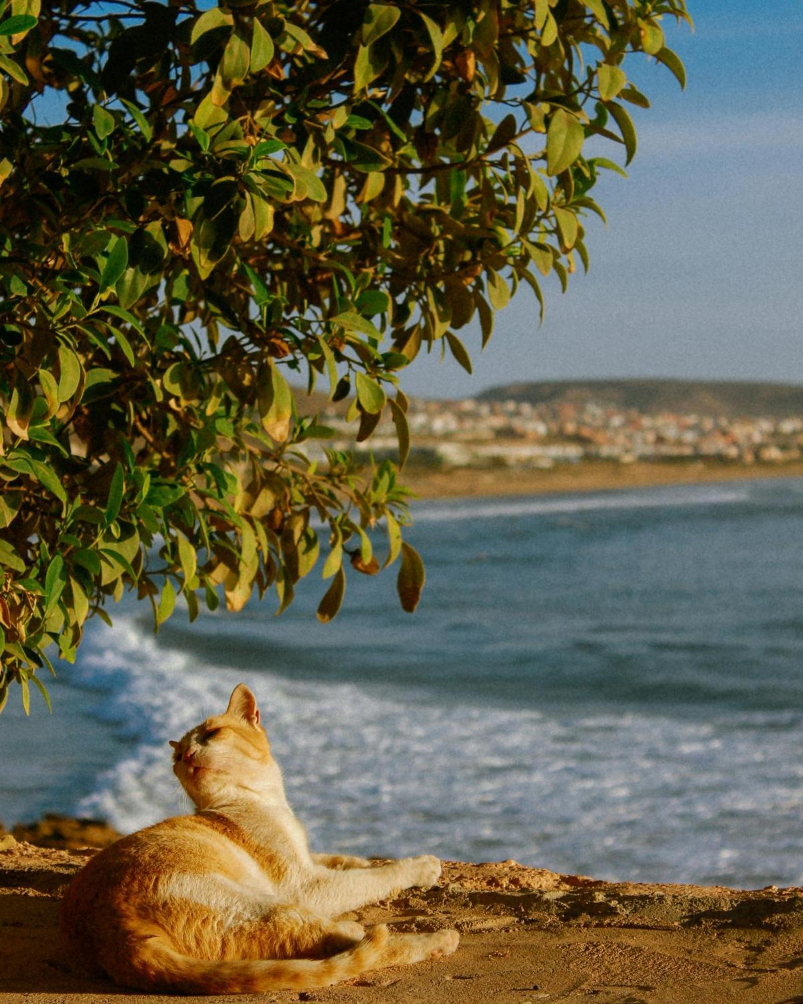 Eco Bay Hostel Agadir Eksteriør bilde